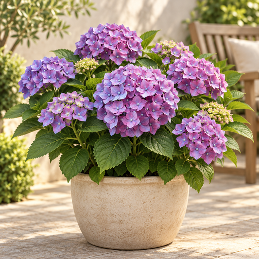 🌸 Hydrangea Summer Love Purple | Winterharde Hortensia