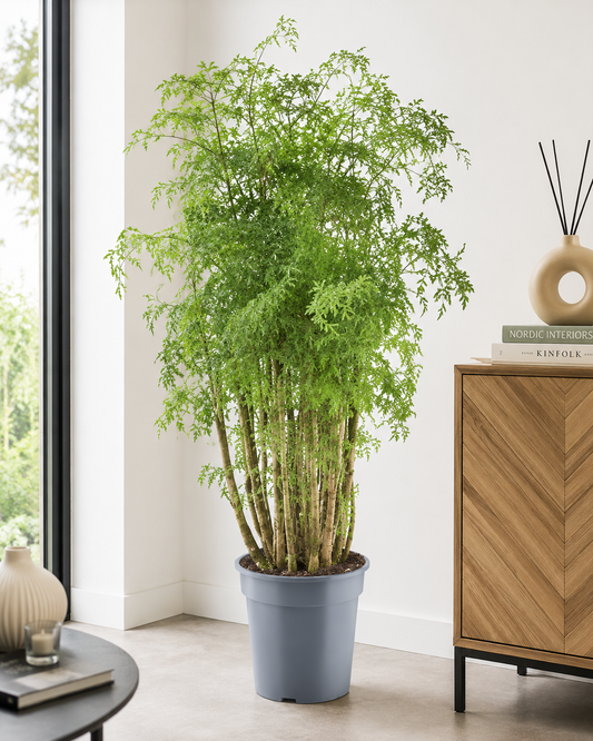 🌿 Polyscias Hawaiiana Ming – Elegante Aralia met Fijn Vertakt Blad