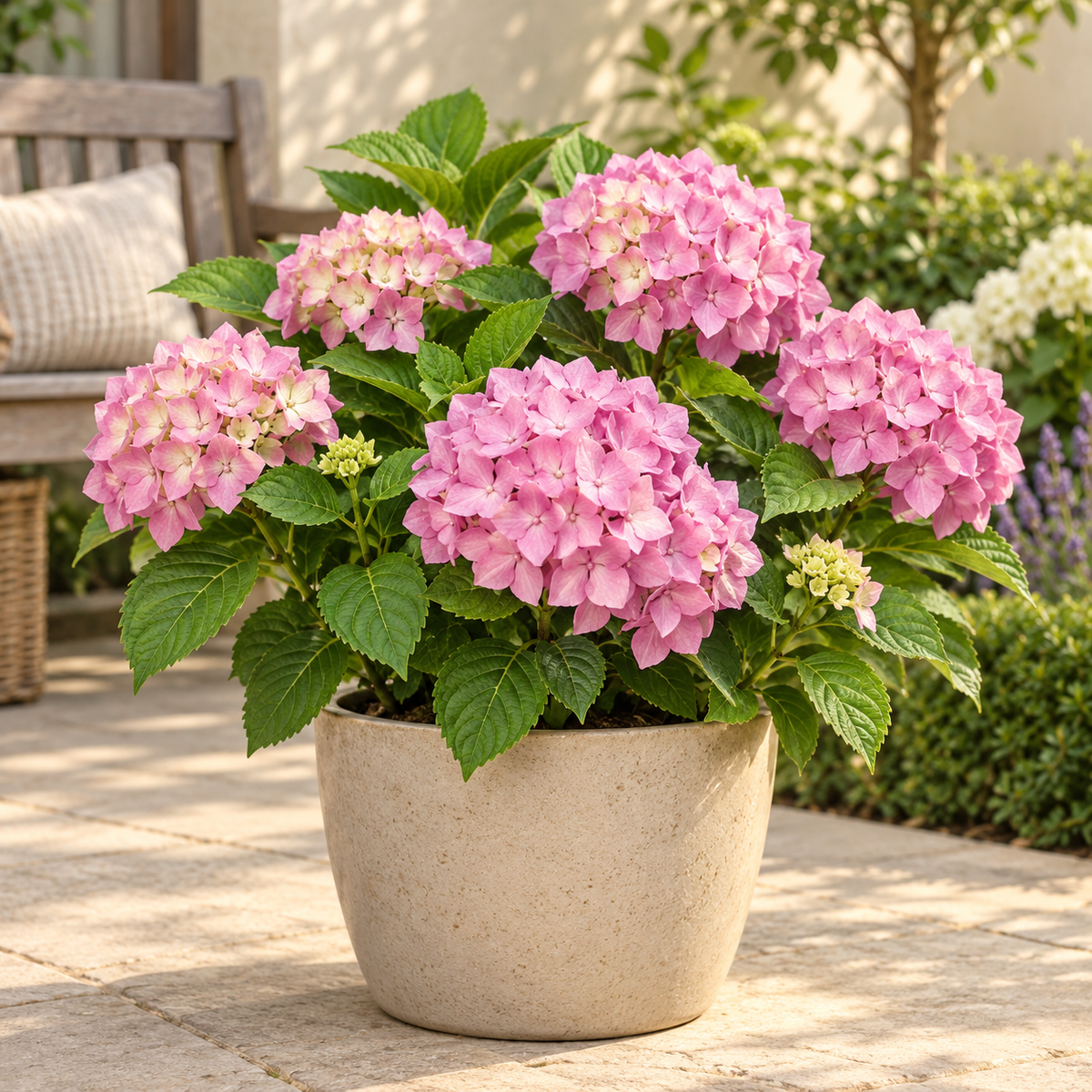 🌸 Hydrangea The Original Pink | Winterharde Hortensia