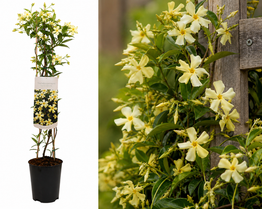 🌼 Trachelospermum ‘Star of Toscana’ – Toscaanse Jasmijn Geel | (2 stuks)