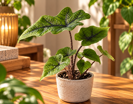 🌿 Alocasia ‘Jacklyn’ – Bijzondere tropische bladplant