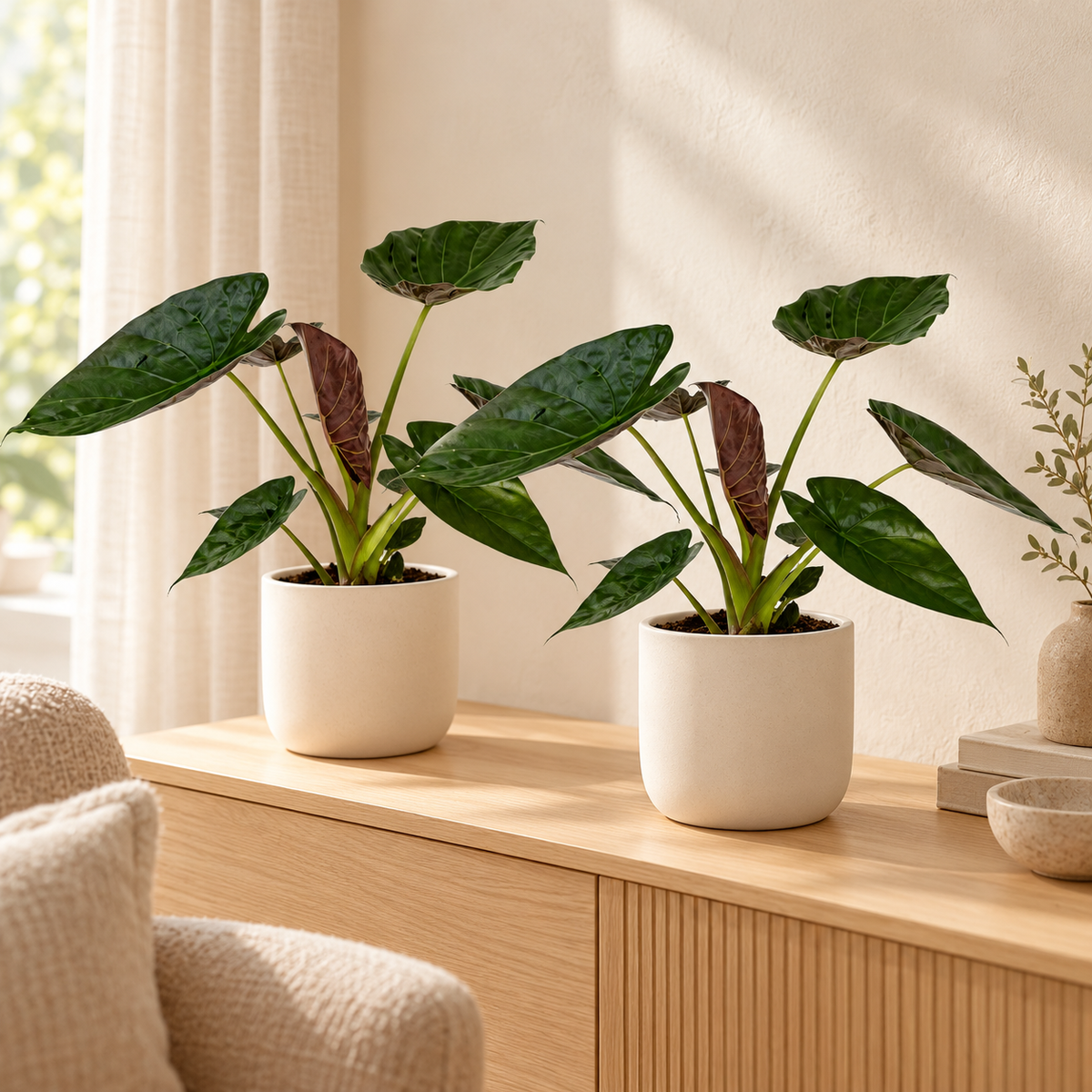 🌿 Alocasia Wentii | Grote Tropische Kamerplant (2 stuks)