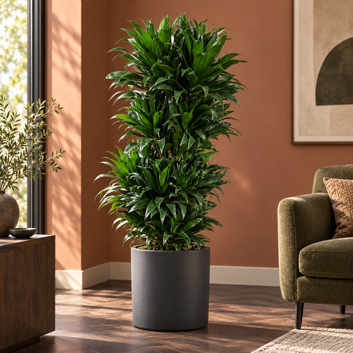🌿 Dracaena Compacta Vertakt | Luxe Luchtzuiverende Kamerplant