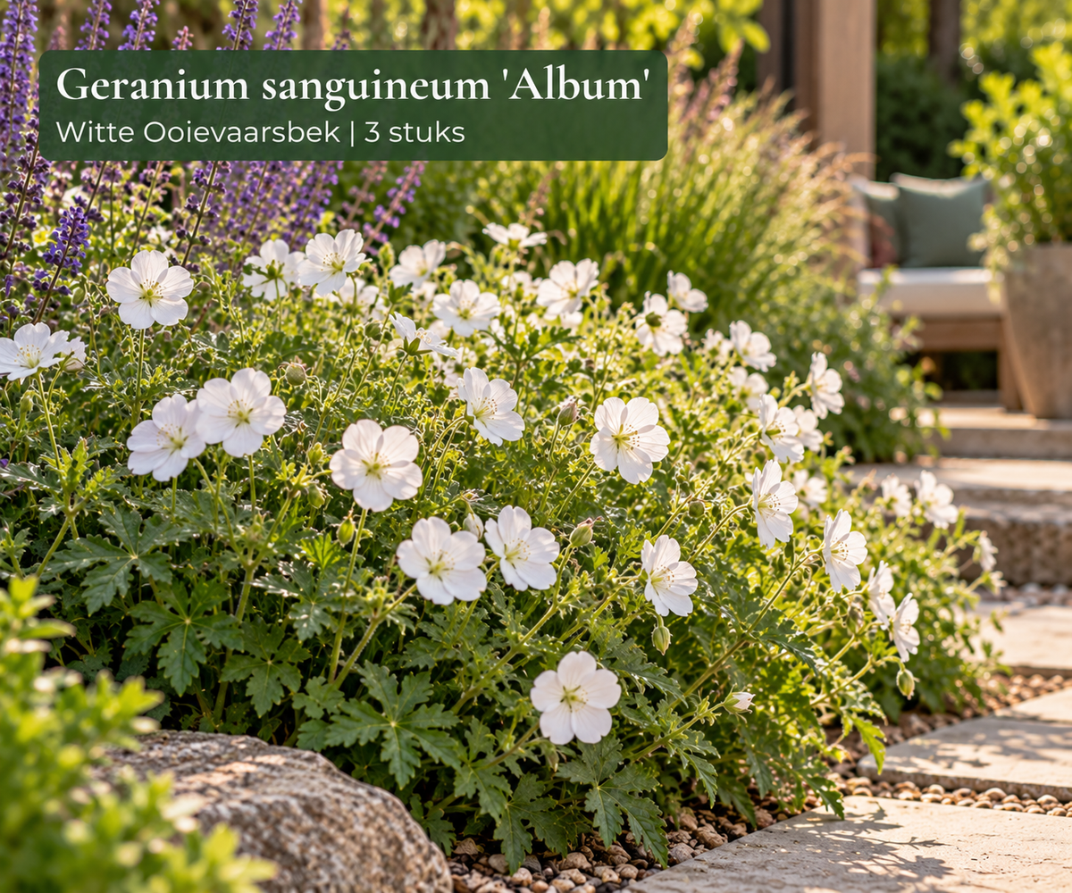 🌿 Geranium sanguineum 'Album' – Witte Ooievaarsbek | 3 stuks