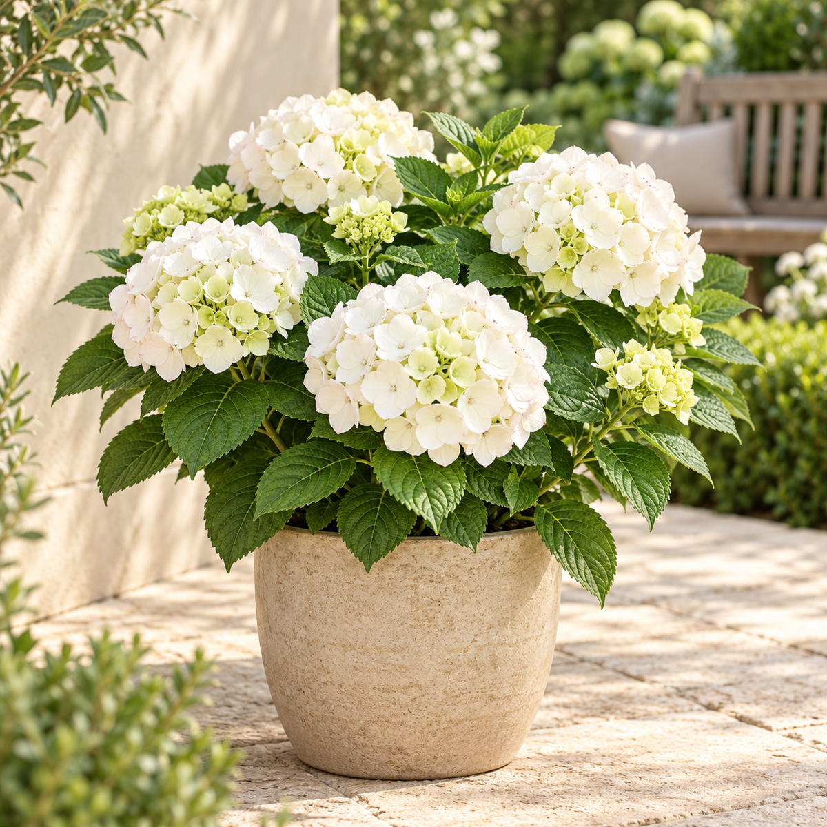 🌸 Hydrangea The Bride | Witte Winterharde Hortensia