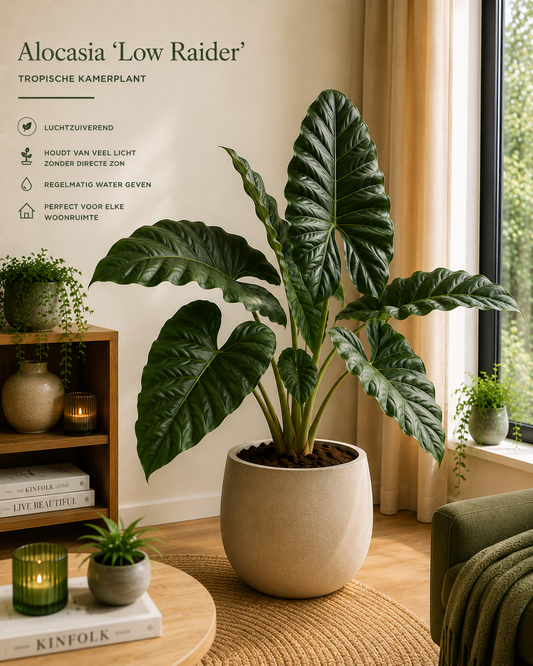 🌿 Alocasia ‘Low Raider’