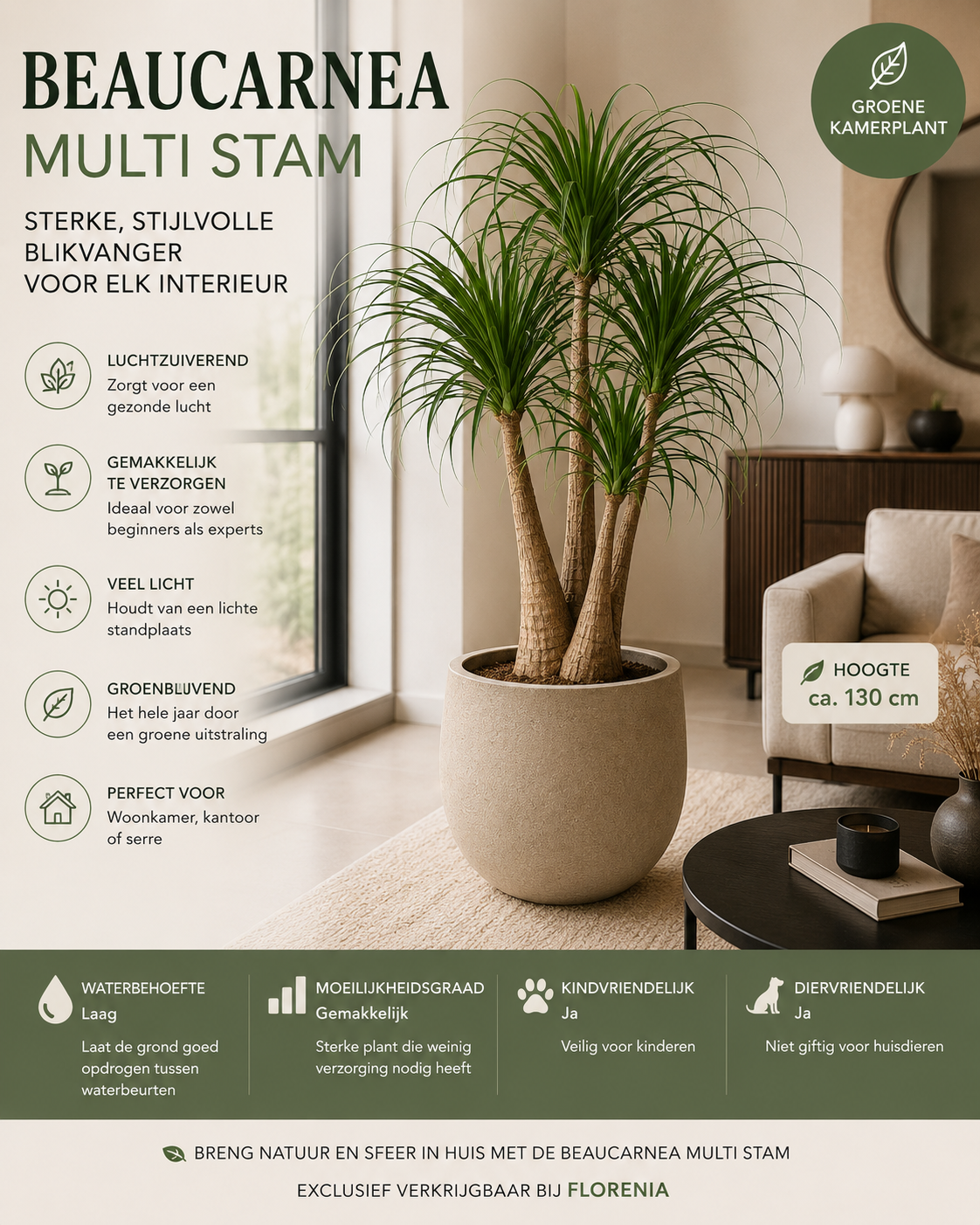 🌴 Beaucarnea Multi Stam – Olifantspoot