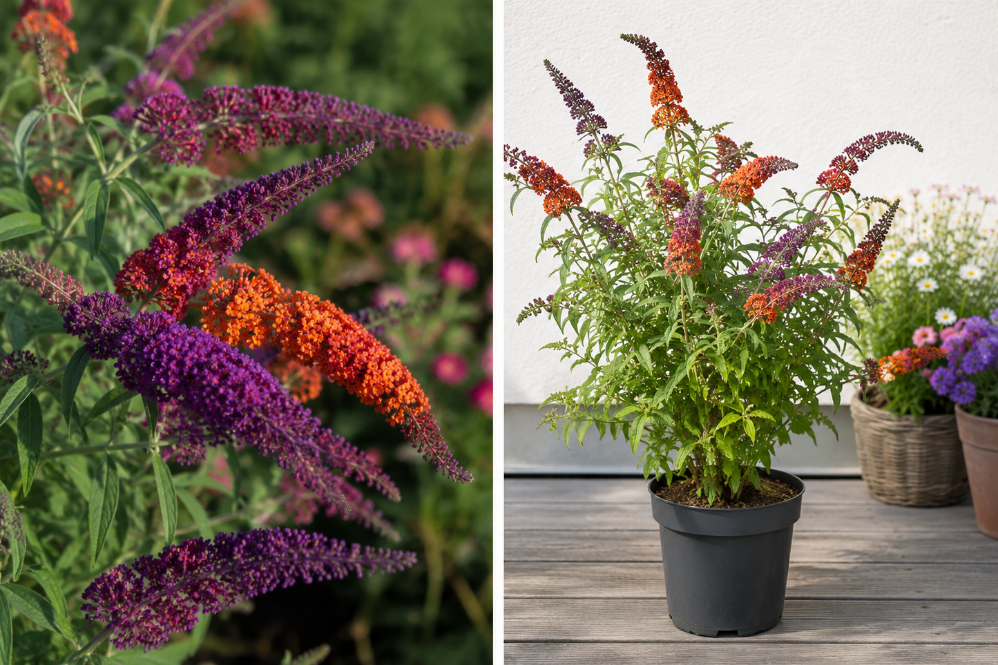 🦋 Buddleja davidii ‘Flower Power’ – Vlinderstruik