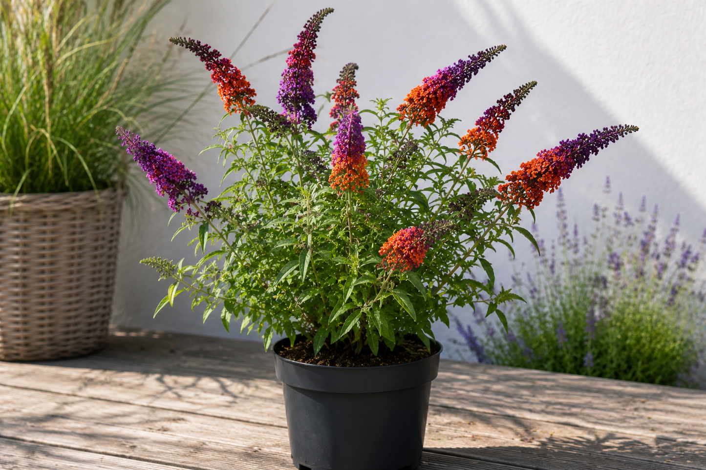 🦋 Buddleja davidii ‘Flower Power’ – Vlinderstruik