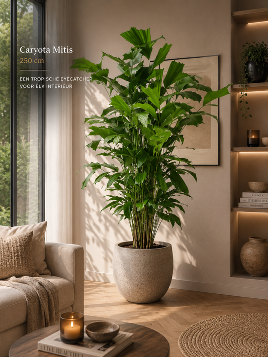🌴 Caryota Mitis – Grote Vissenstaartpalm met Exclusieve Tropische Uitstraling