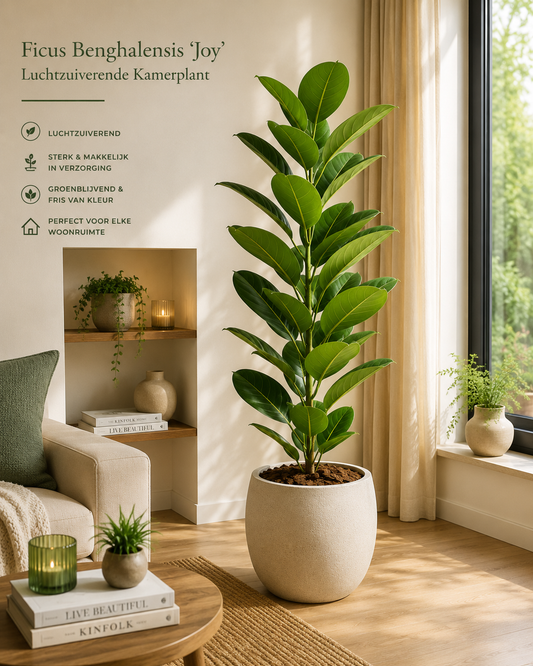 🌿 Ficus Benghalensis ‘Joy’ | Luchtzuiverende Kamerplant