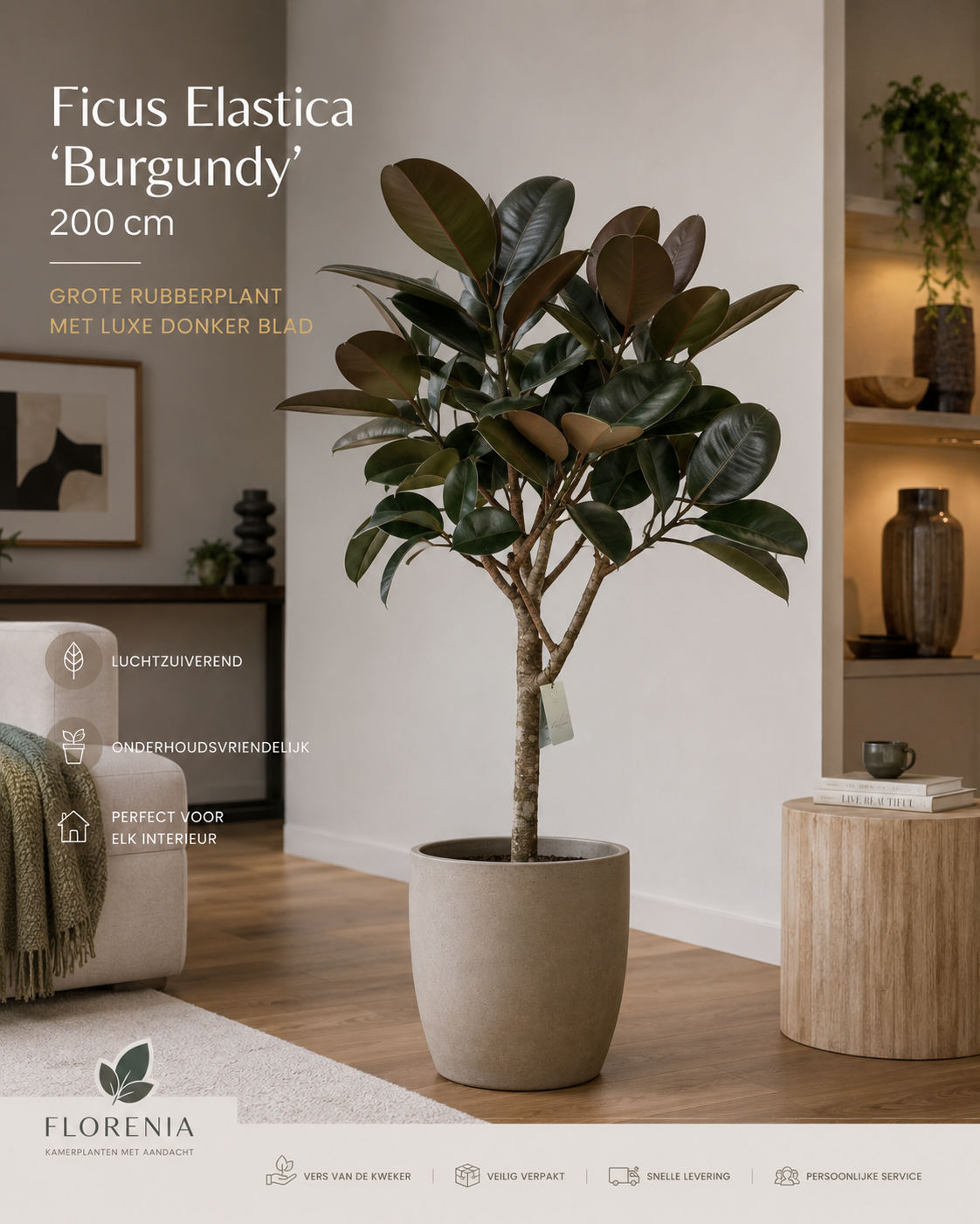 🌿 Ficus Elastica ‘Burgundy’ – Grote Rubberplant met Luxe Donker Blad