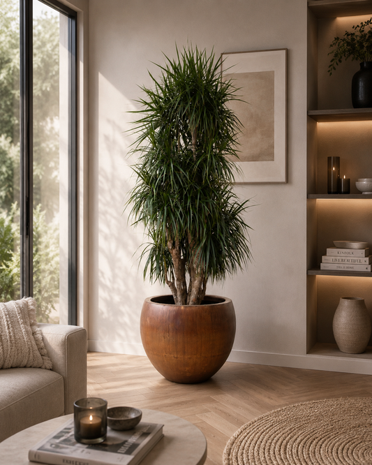 🌿 Dracaena Marginata Vertakt XXL – Exclusieve Grote Kamerplant met Tropische Uitstraling