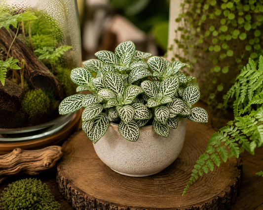 🌿 Fittonia ‘White Tiger’ – Mozaïekplant