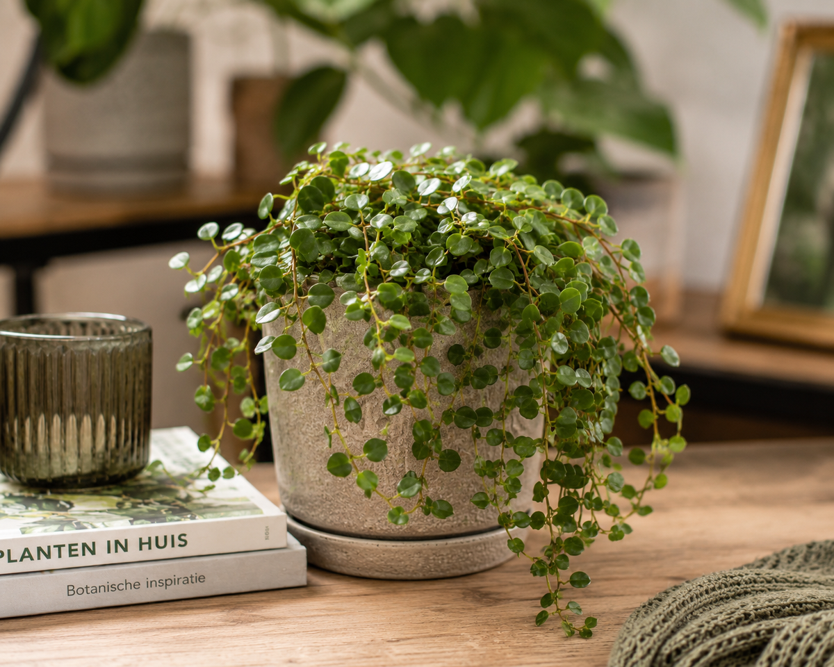 🌿 Peperomia Rotundifolia