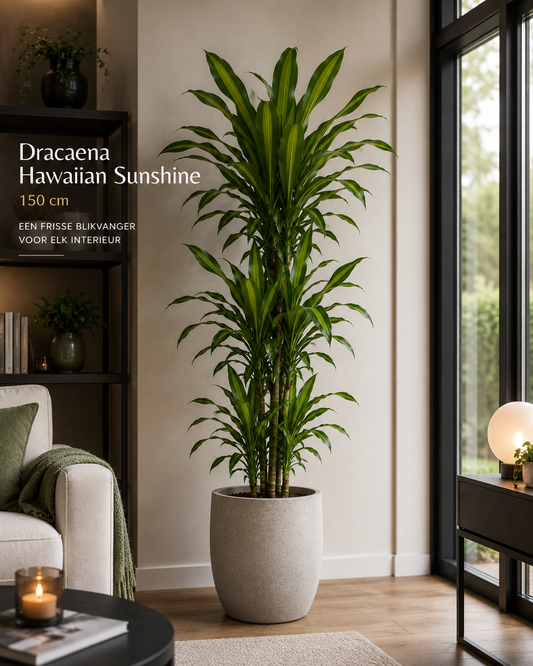 🌿 Dracaena Hawaiian Sunshine – Grote Kamerplant met Frisgroen Blad