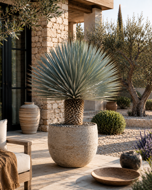 🌵 Yucca Rostrata – Blauwe Palmlelie