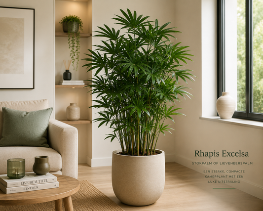 🌿 Rhapis Excelsa - Stokpalm of Ladypalm
