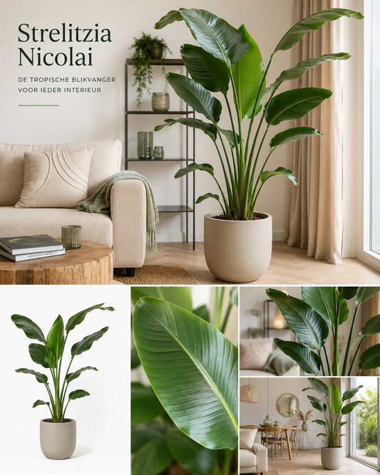 🌴 Strelitzia Nicolai XL Paradijsvogelplant