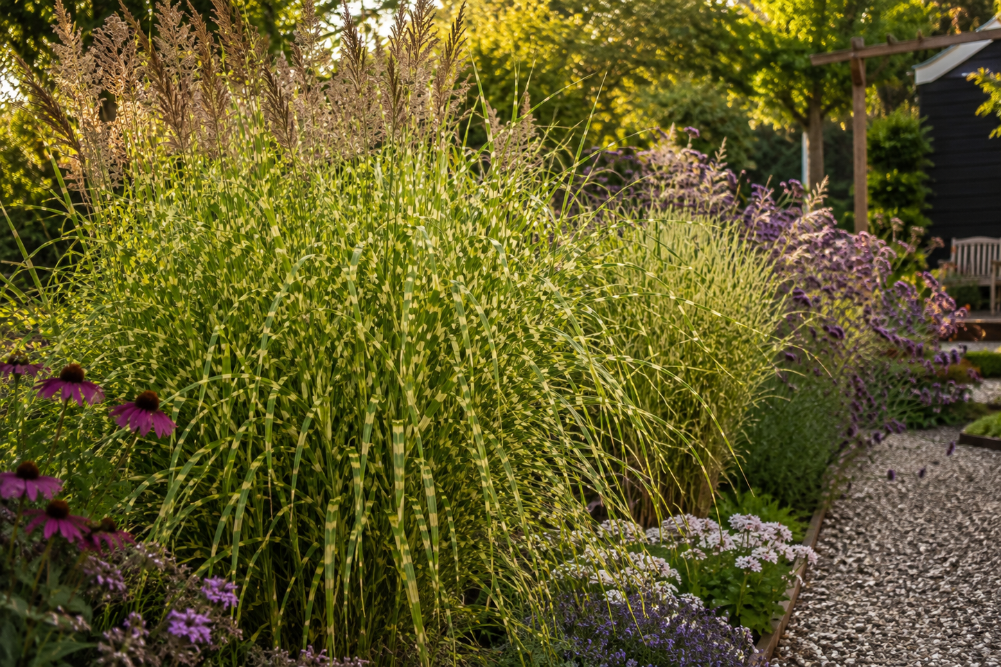 🌿 Miscanthus sinensis 'Zebrinus' – Zebragras