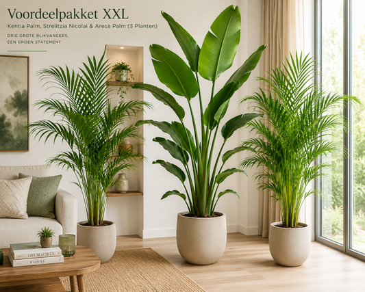 🌿 Voordeelpakket XXL – Kentia Palm, Strelitzia Nicolai & Areca Palm (3 Planten)