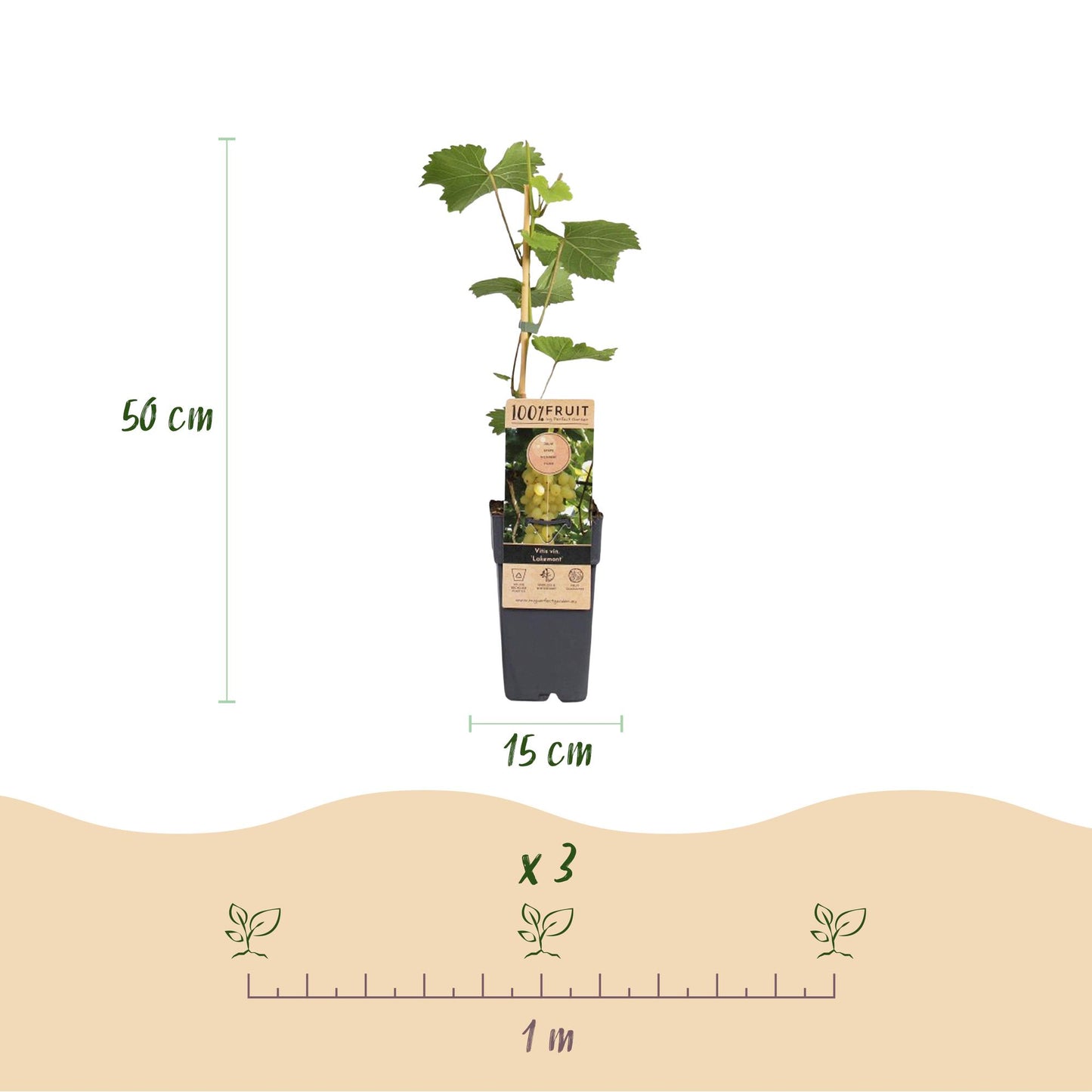 🍇 Vitis vinifera 'Lakemont' – Goudgele Pitloze Druif (2 Stuks)