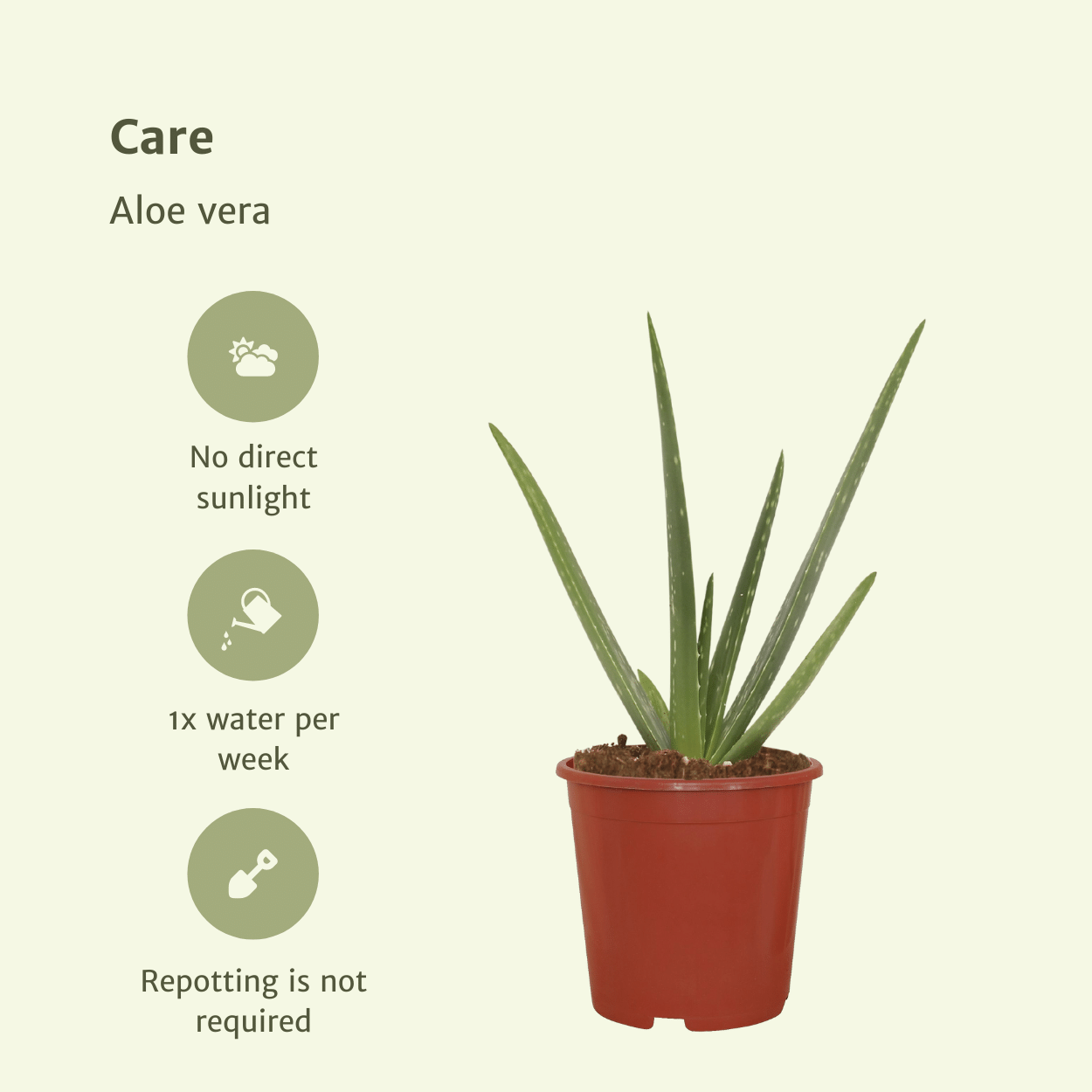 🌵 Aloe Vera – Succulente sierlijke Plant (2 stuks)
