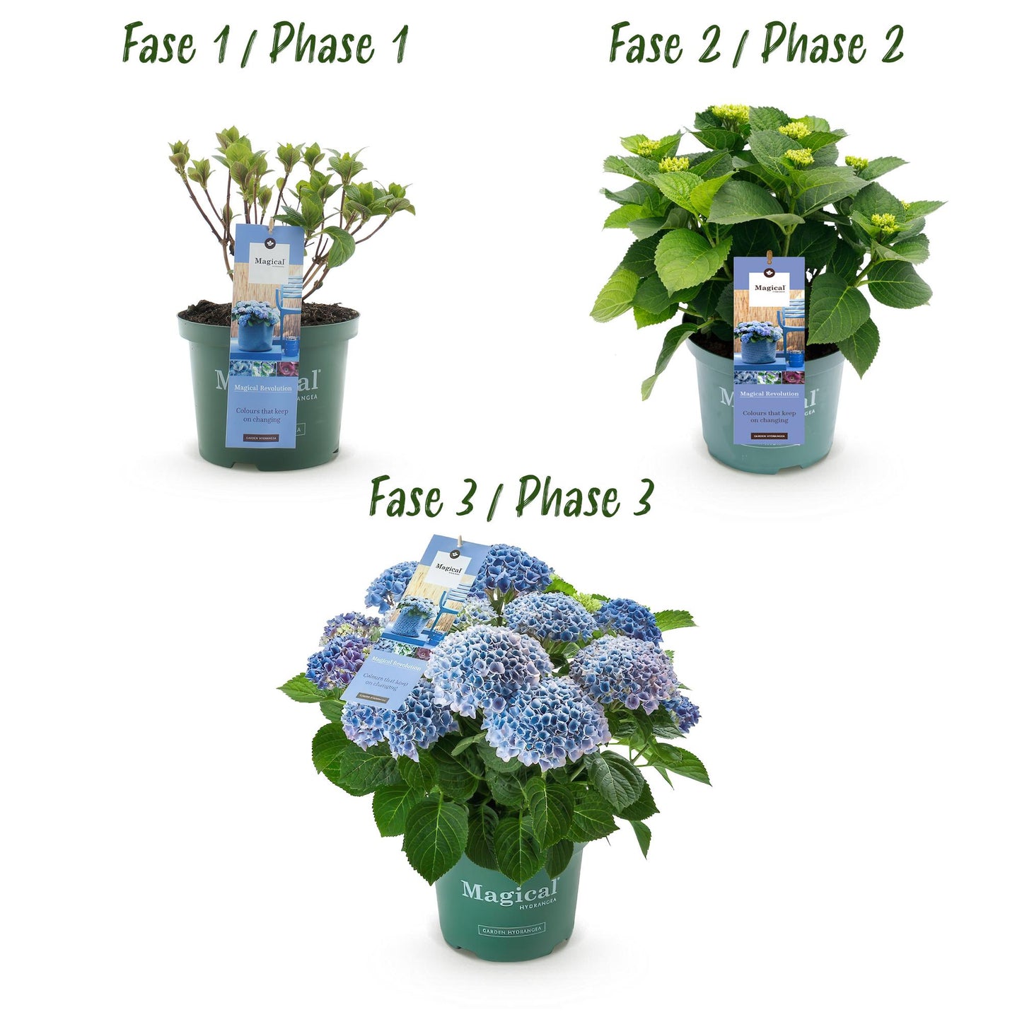 💙 Hydrangea ‘Magical Revolution Blue’ – Blauwe Hortensia | (2 stuks)