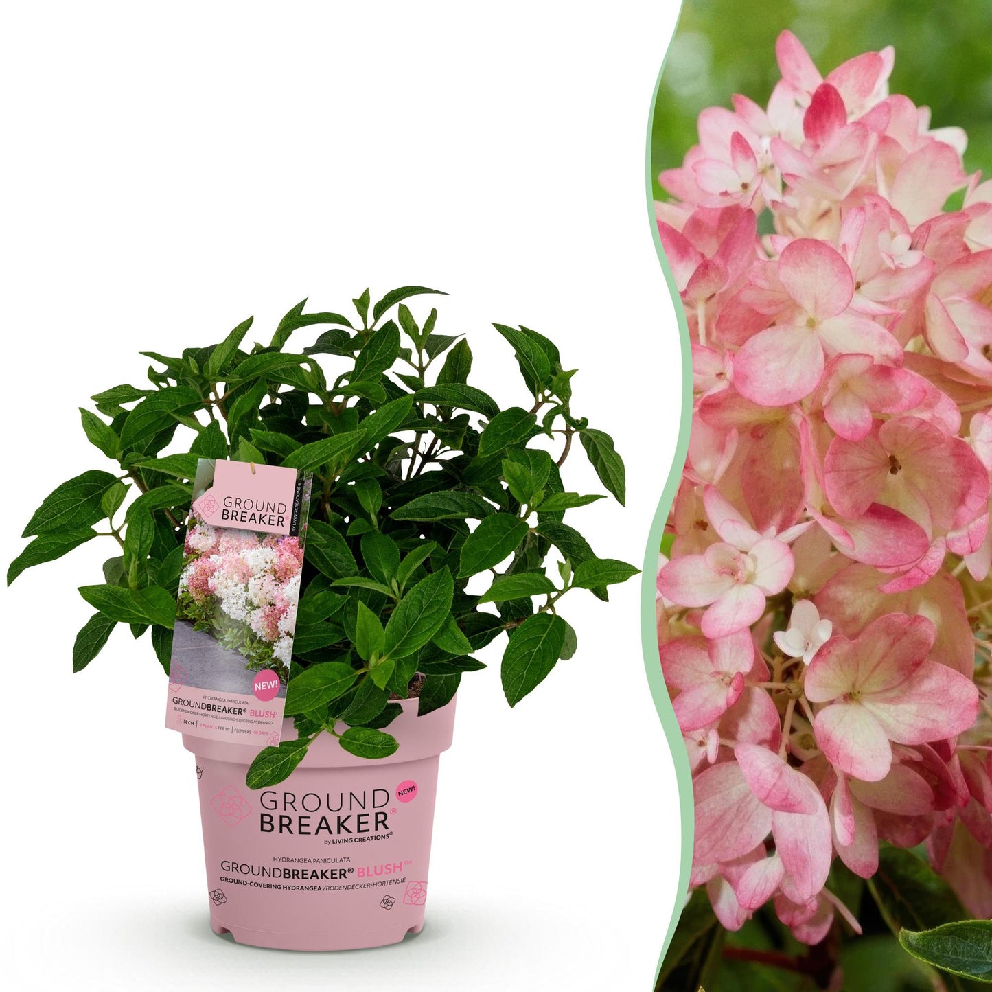 🌸 Hydrangea Groundbreaker Blush | Compacte Pluimhortensia