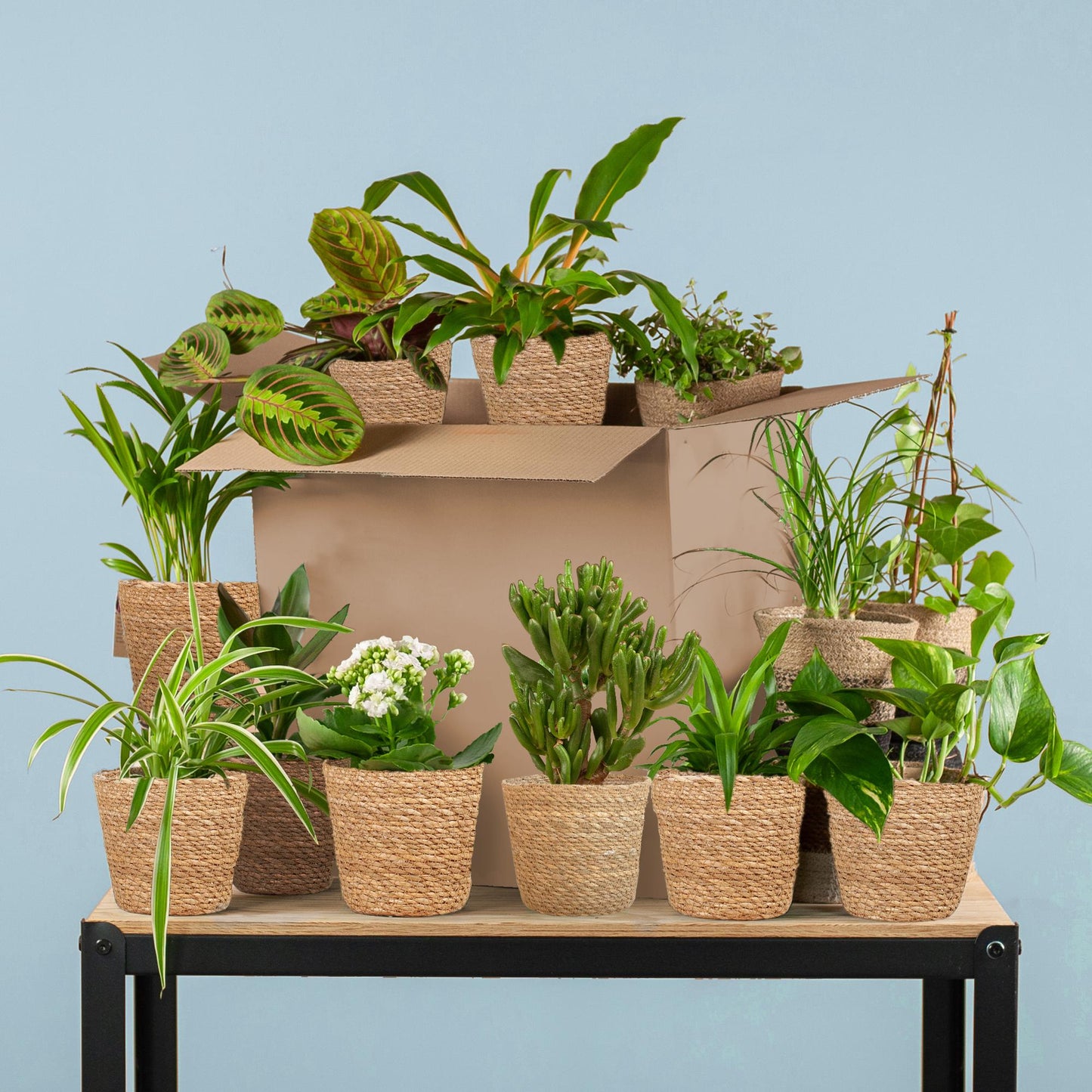 🌿 Groene Kneusjesbox – 12 Stuks met Mand Sofia