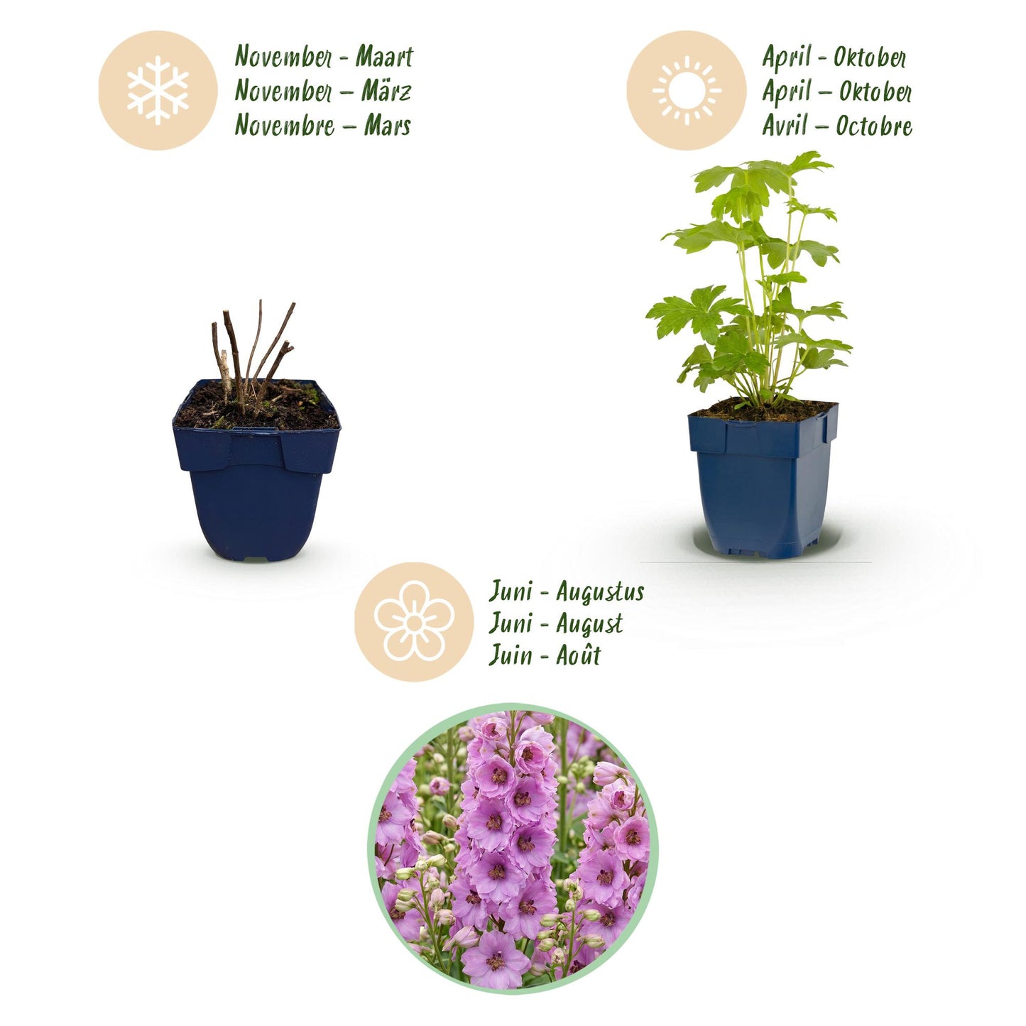 🌿 Delphinium (Pacific) 'Astolat' – Ridderspoor | 3 stuks