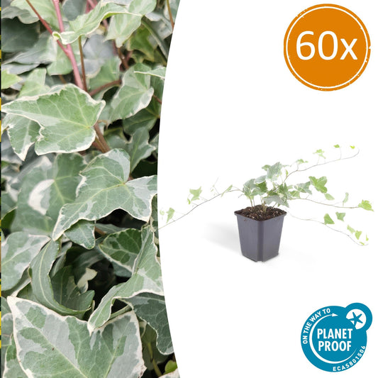 🌿 Hedera helix ‘Glacier’ – Winterharde Klim- en Bodembedekker (60 stuks – ca. 6–10 m²)