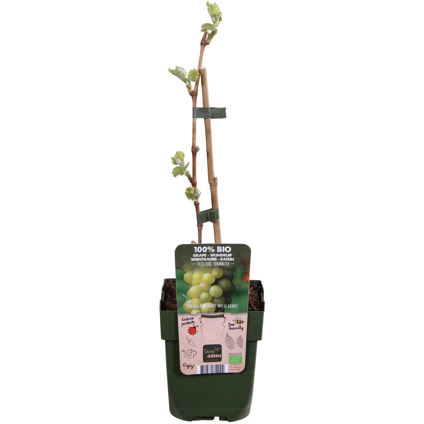 🍇 Vitis vinifera ‘Johanniter’ – Witte Druif