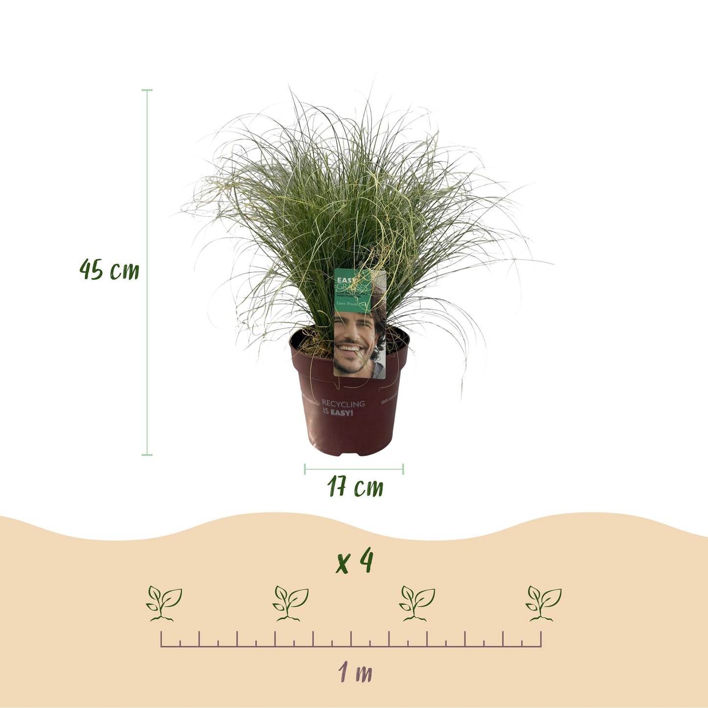 🌾 Carex comans ‘Frosted Curls’ – Siergras | (4 stuks)