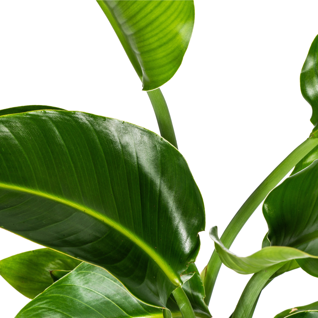 🌴 Strelitzia Nicolai XL Paradijsvogelplant