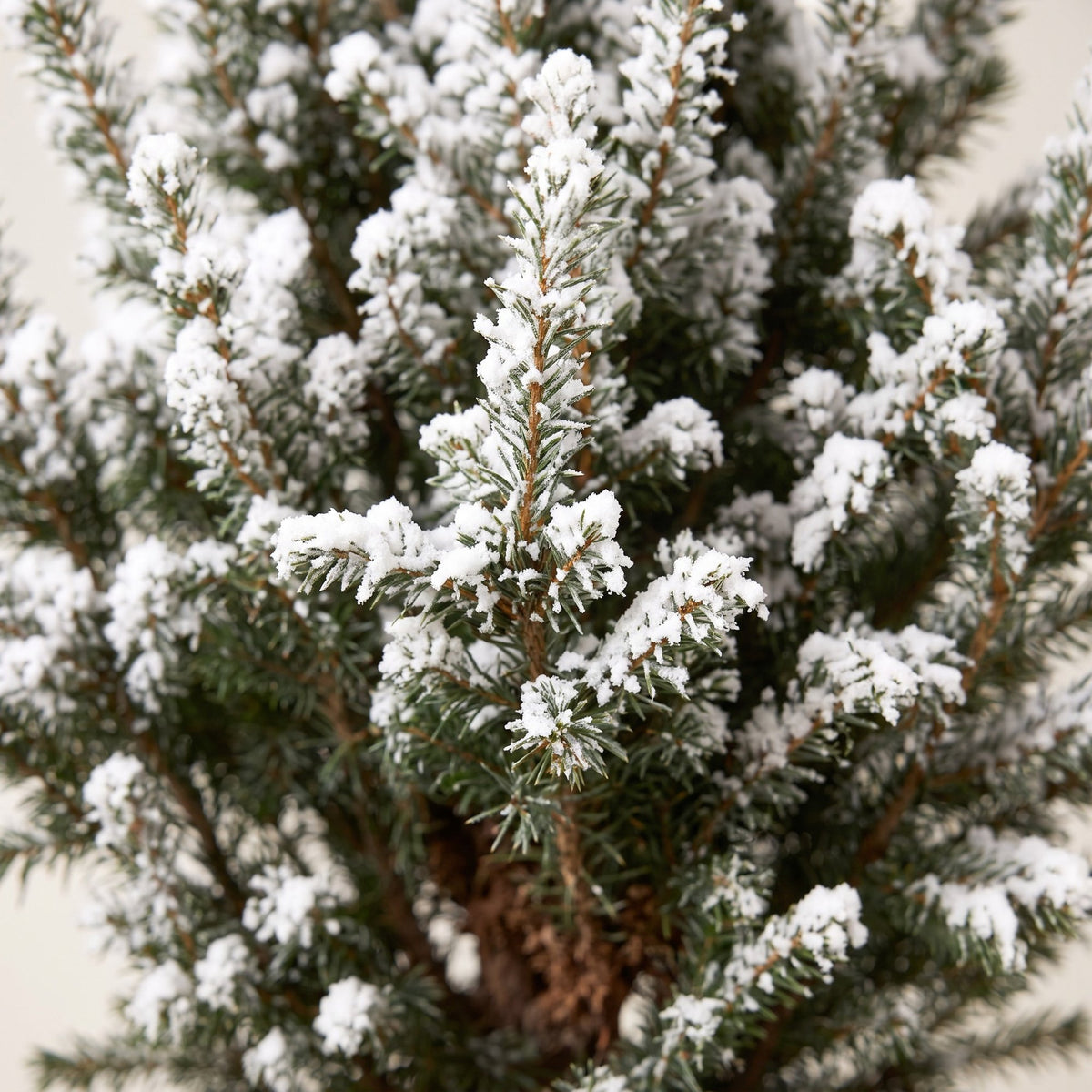 🎄 Picea glauca ‘Conica’ – Kegelspar met witte winteraccenten