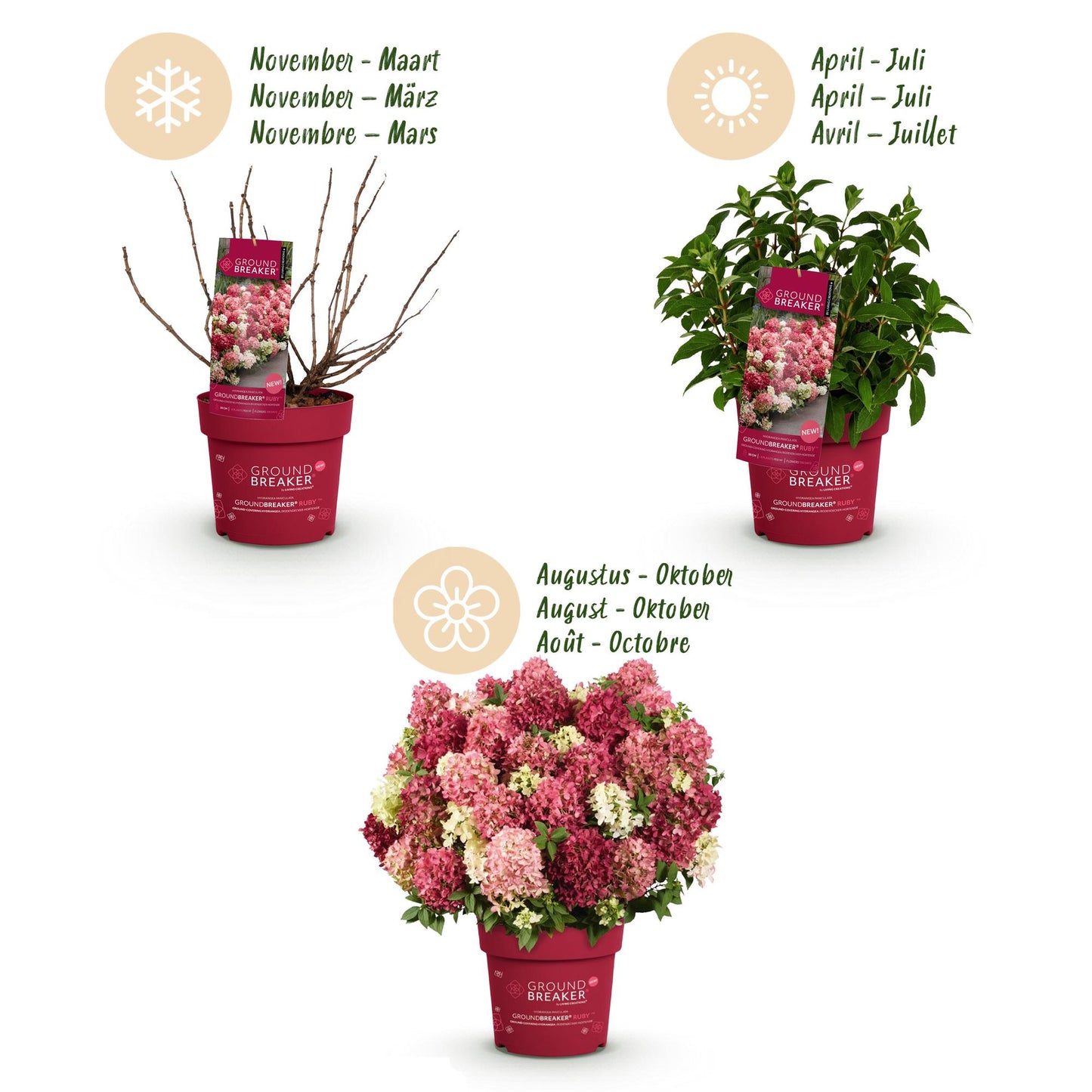 🌸 Hydrangea paniculata ‘Groundbreaker® Ruby’ | Pluimhortensia (4 Stuks)