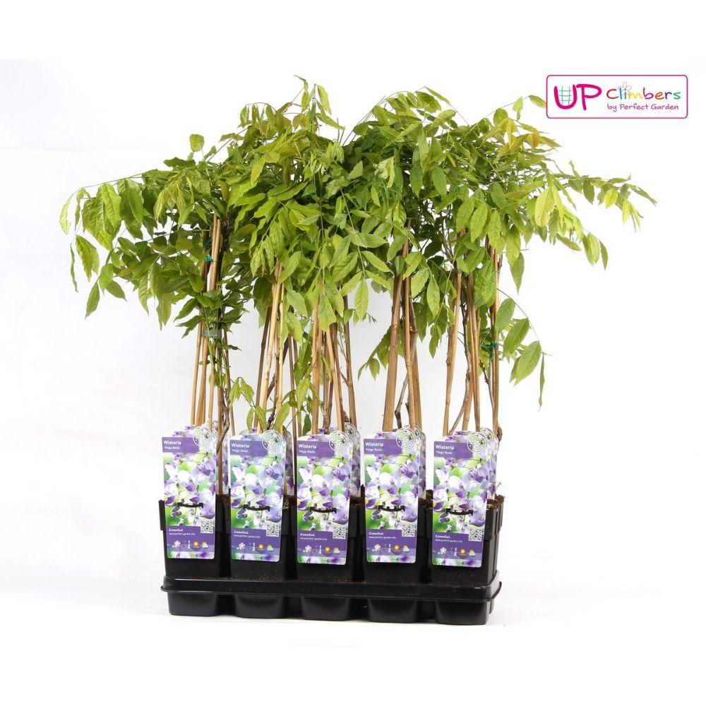 💜 Wisteria floribunda ‘Naga Noda’ – Paarse Blauwe Regen