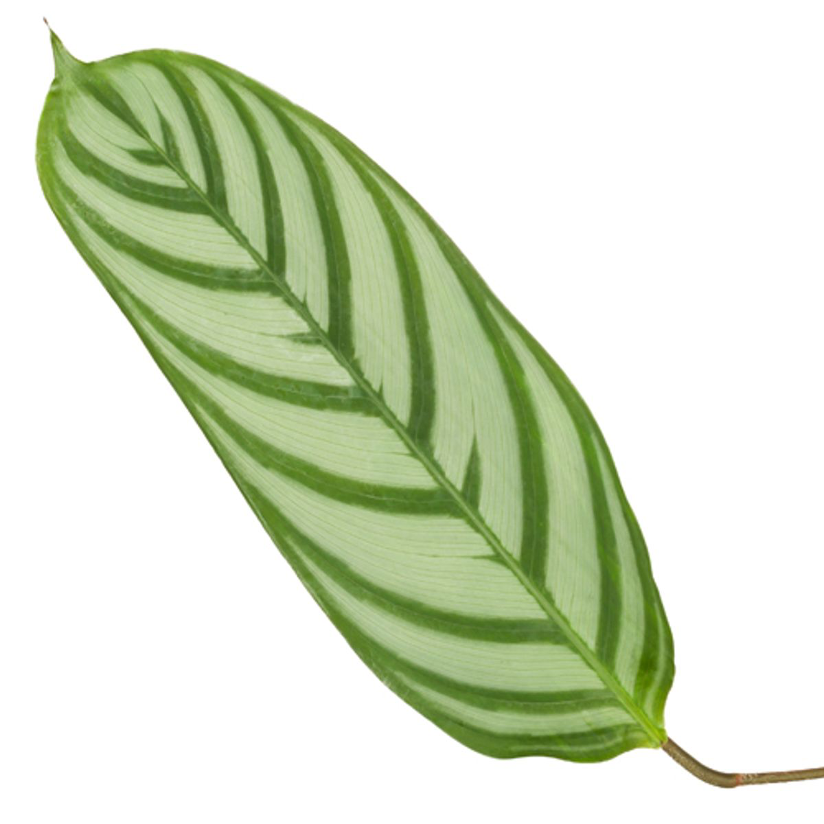 🌿 Calathea 'Compactstar' – Luchtzuiverende Kamerplant met Decoratief Blad