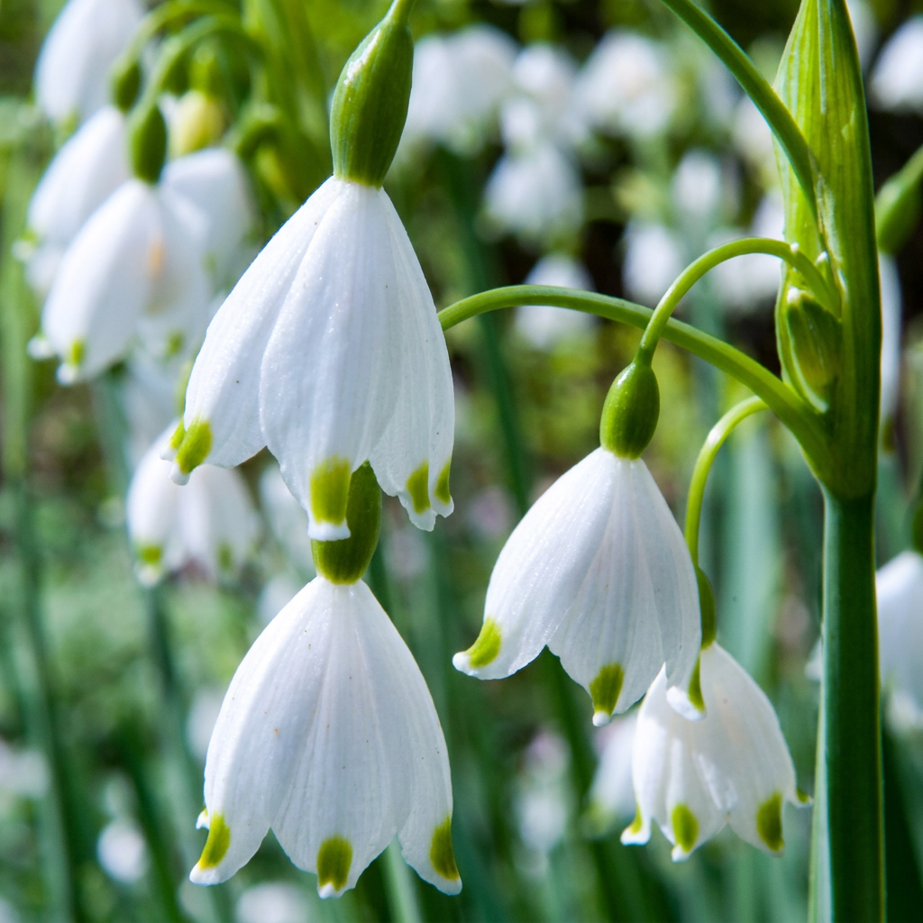 🤍 Leucojum aestivum – Zomersneeuwklokje (320 stuks)