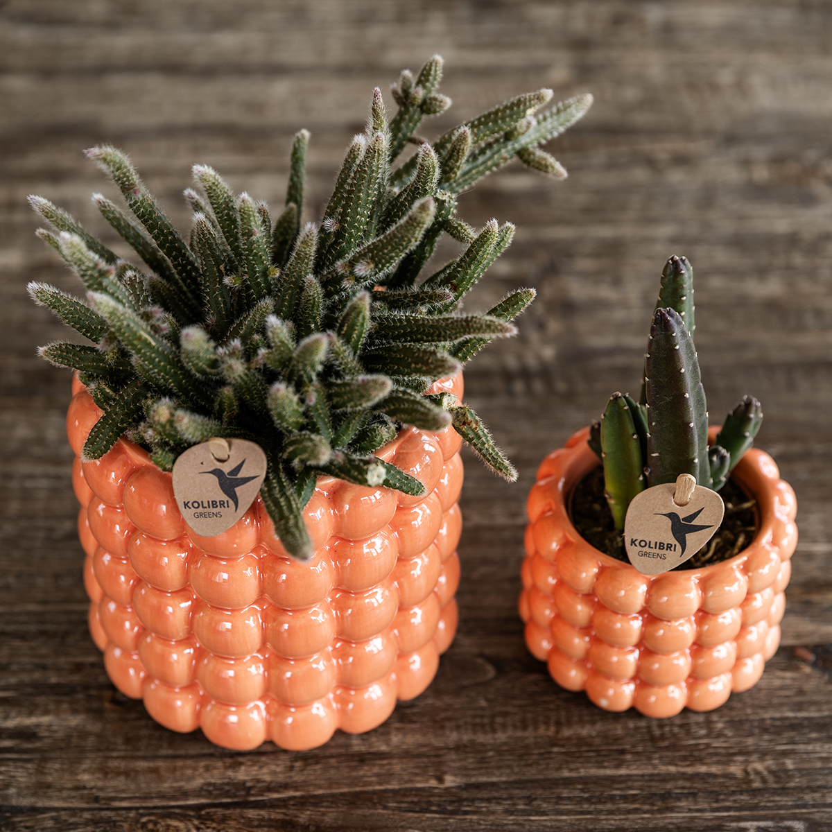 🌸 Plantenset ‘Poppy Oranje Nazare’ | Orchidee & Groene Plant met Potten