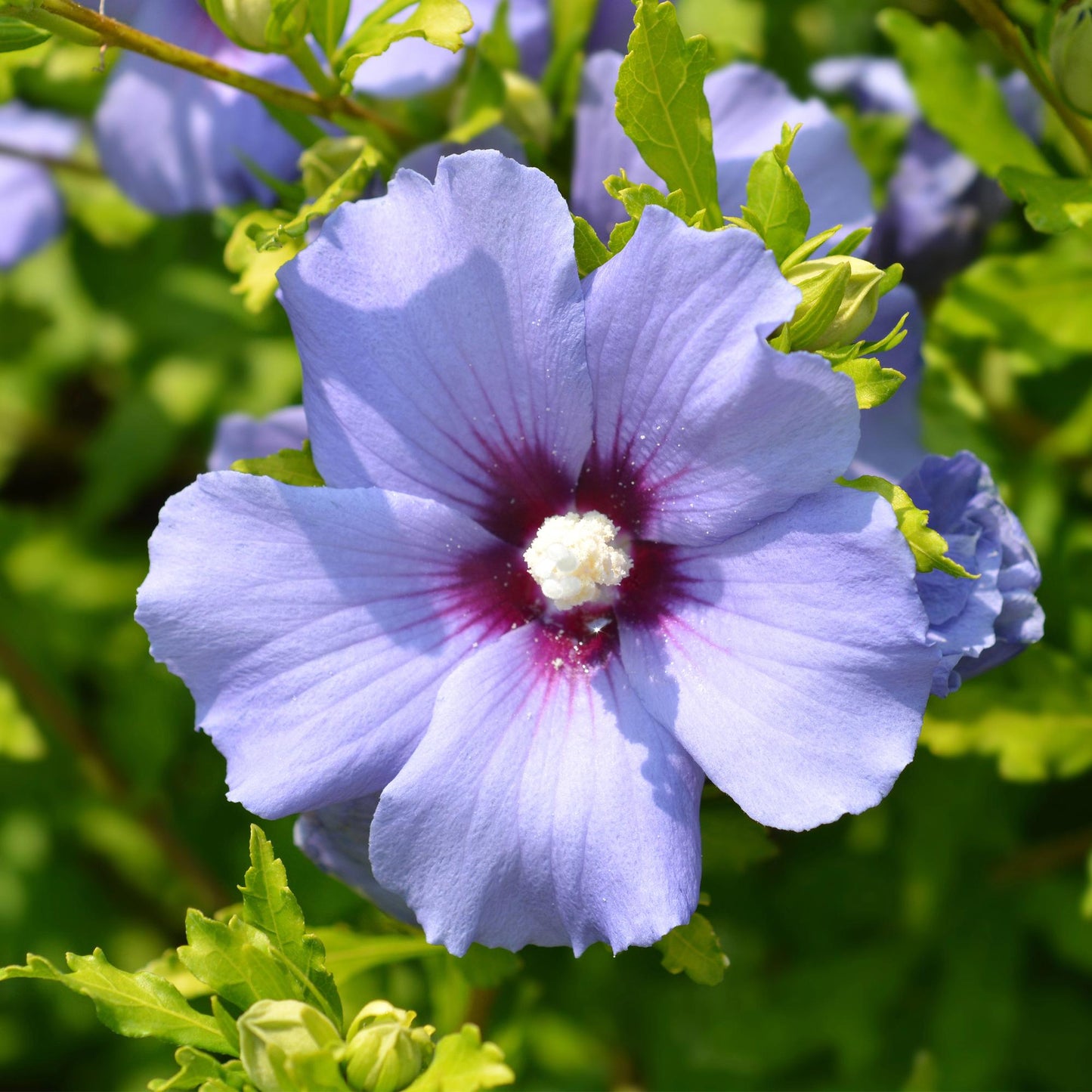 💙 Hibiscus syriacus ‘Oiseau Blue’ – Hibiscus