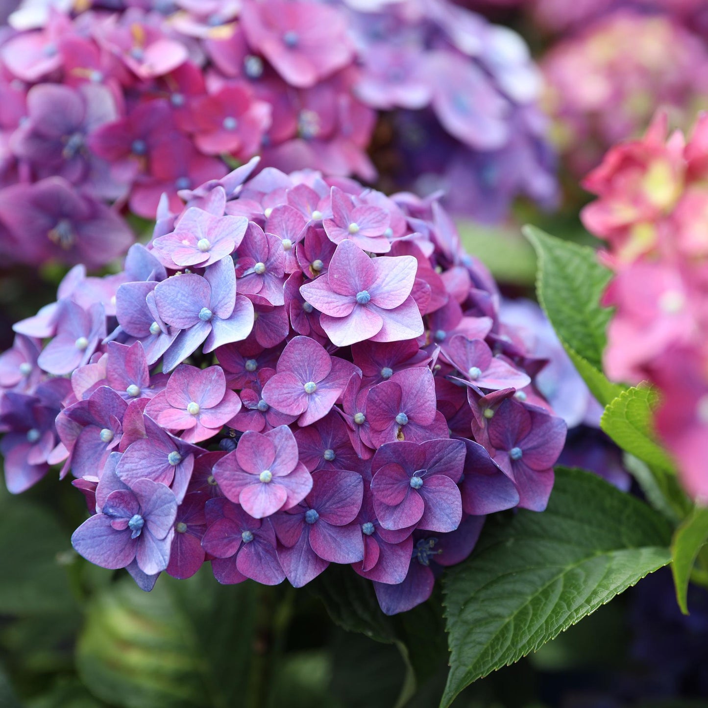 🌸 Hydrangea ‘Summer Love Purple’ | Hortensia (4 Stuks)