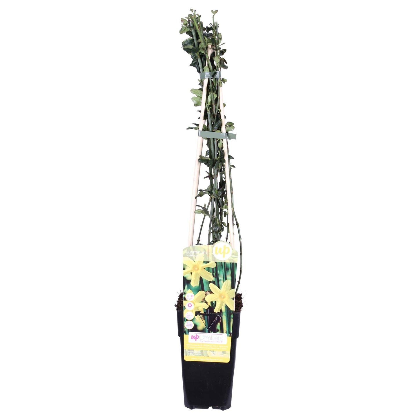 🌼 Jasminum nudiflorum – Winterjasmijn