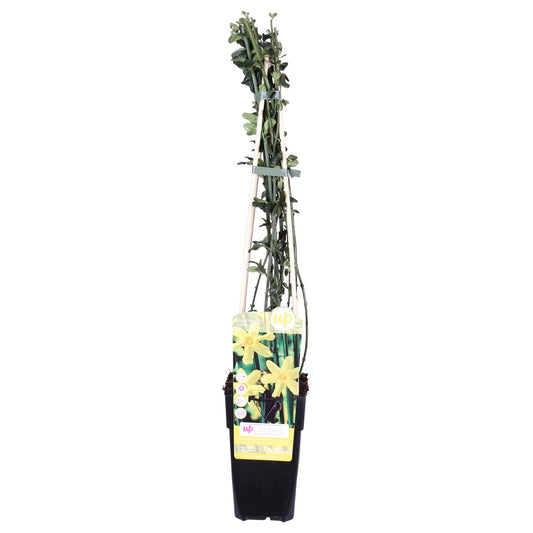 🌼 Jasminum nudiflorum – Winterjasmijn