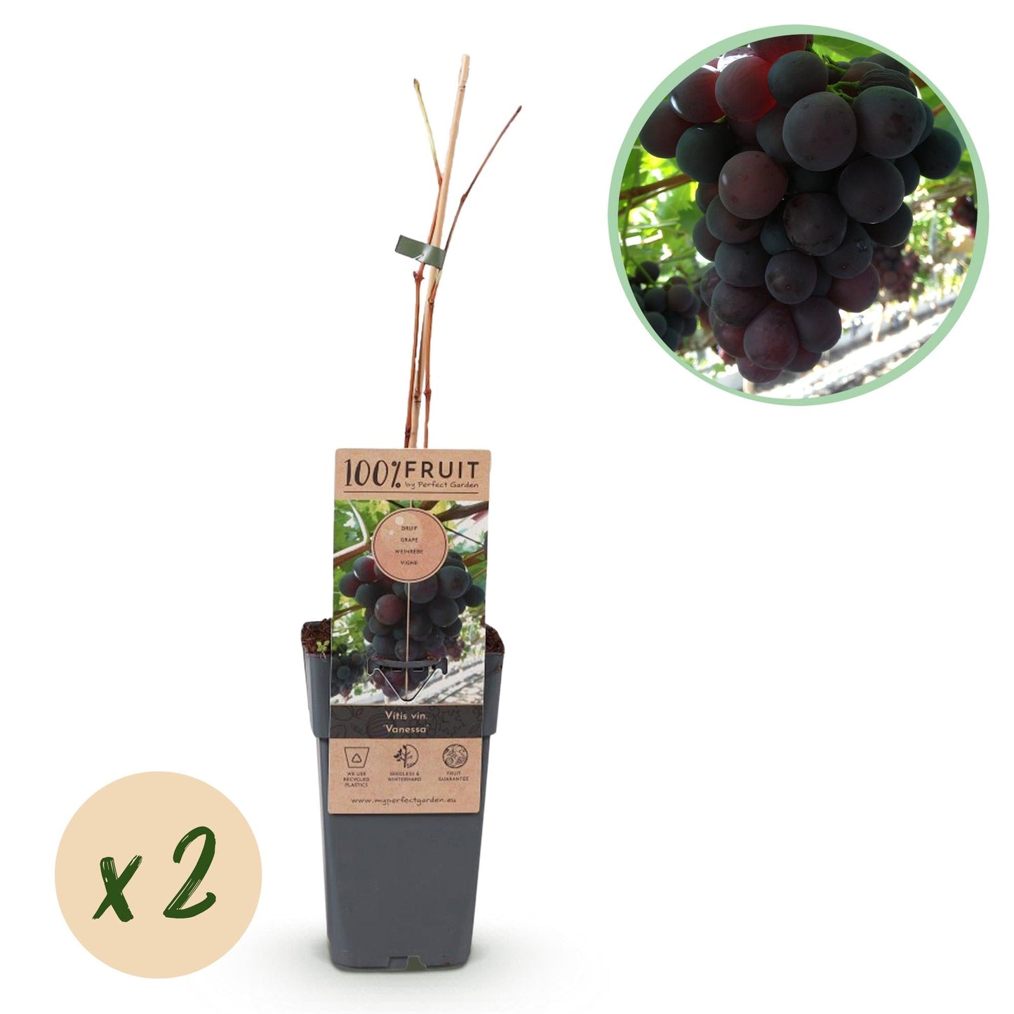 🍇 Vitis vinifera ‘Vanessa’ – Paarse Pitloze Druif (2 Stuks)