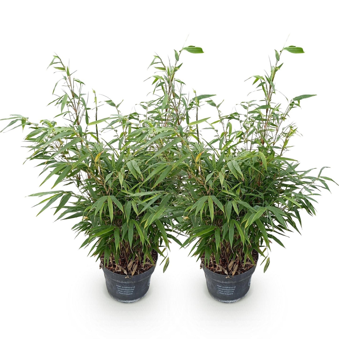 🎋 Fargesia robusta ‘Pingwu’ | Niet-woekerende Bamboe (2 stuks)