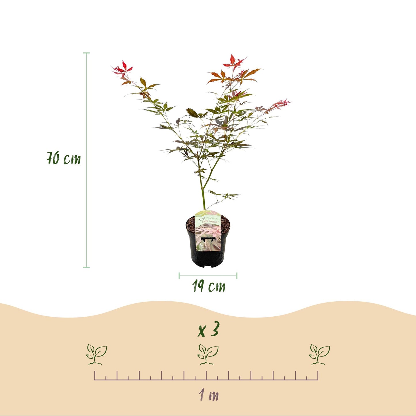 🍁 Acer palmatum ‘Sumi-nagashi’ – Rode Japanse Esdoorn | (2 stuks)