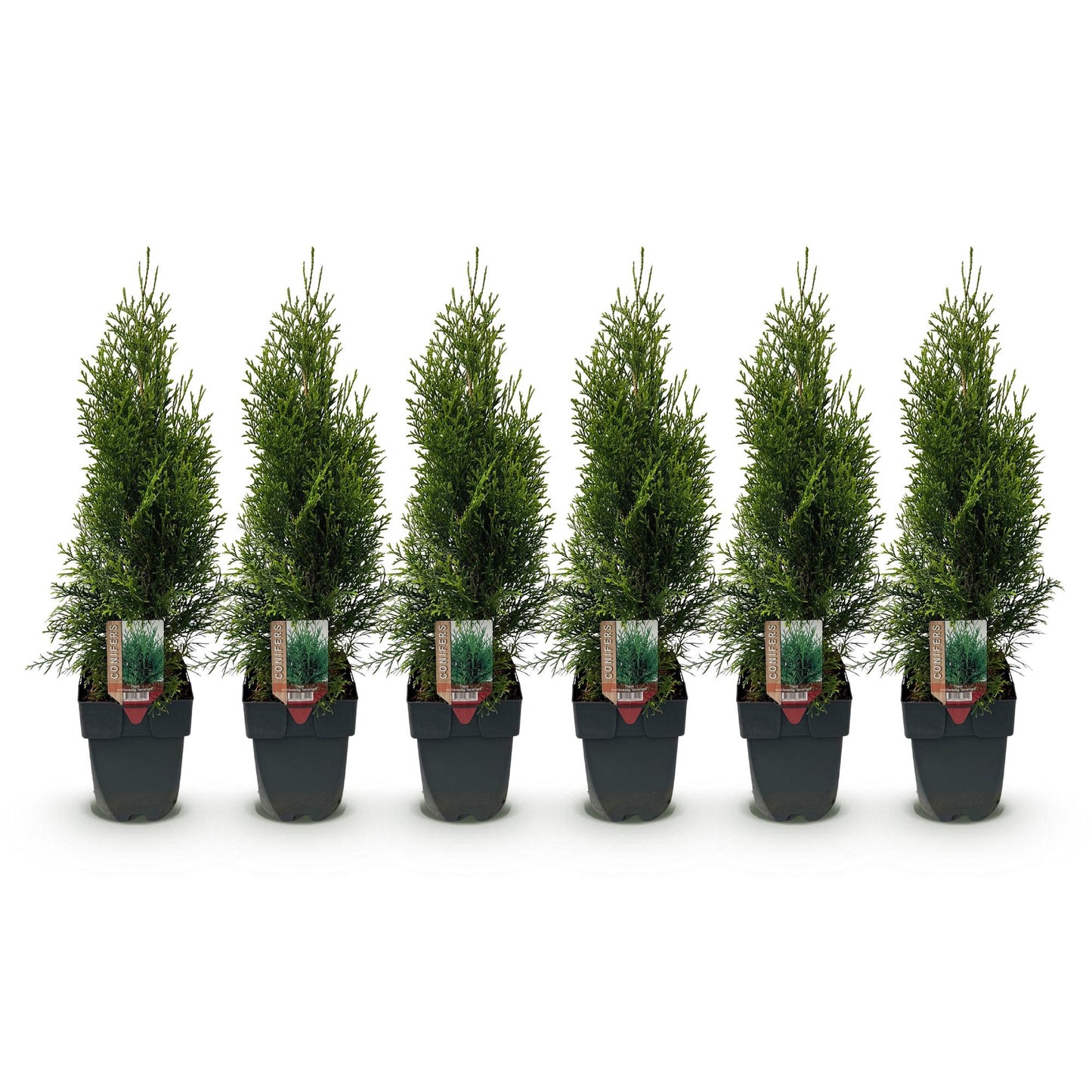 🌿 Thuja occidentalis ‘Smaragd’ | Haagplant (6 Stuks)