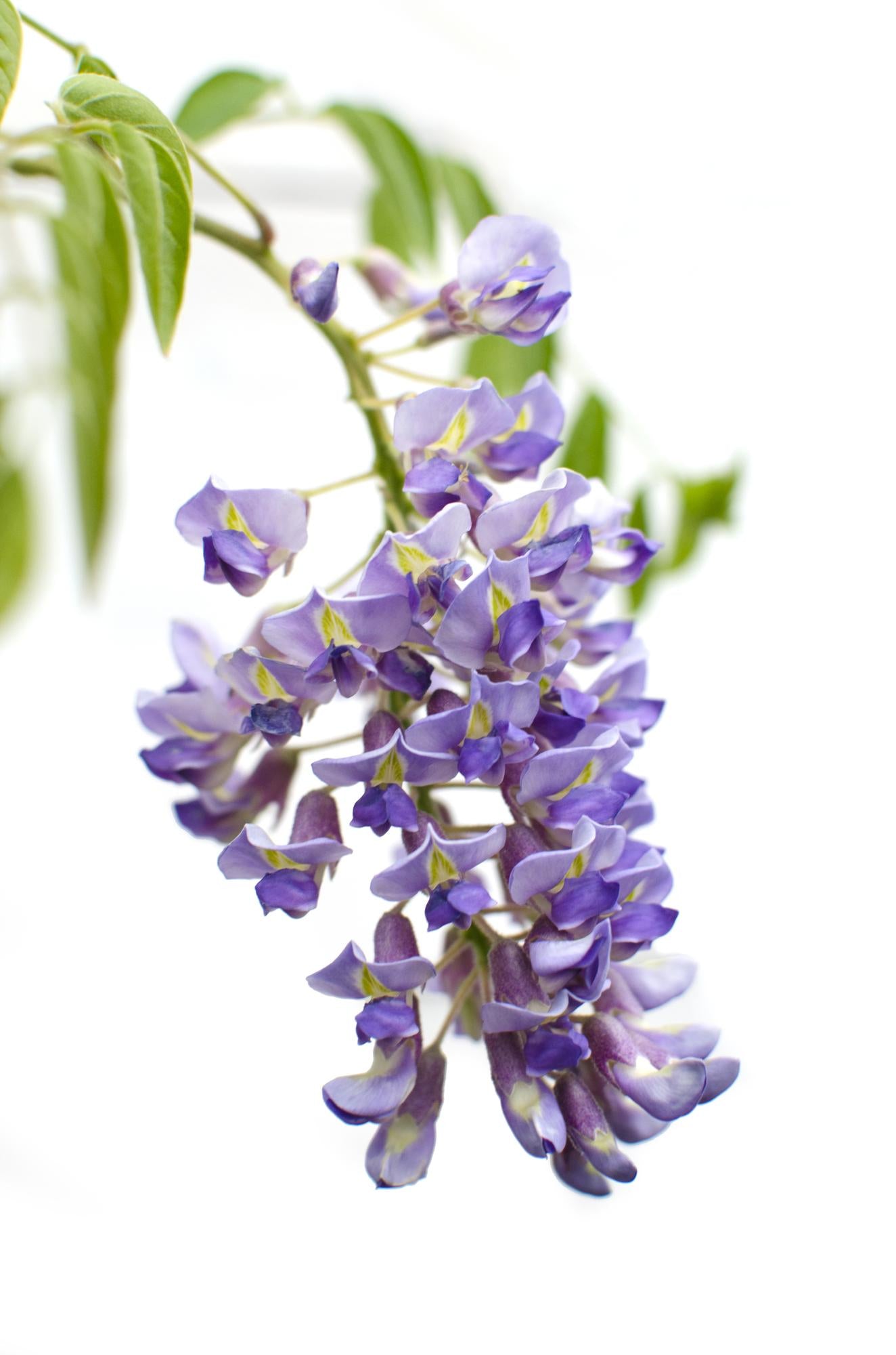 💜 Wisteria sinensis ‘Prolific’ – Blauwe Regen | (2 stuks)